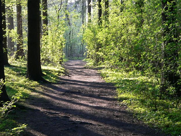 Waldweg in der Sonne