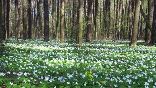 Frühblüher in einem Wald